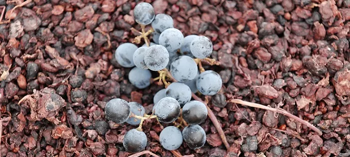 Vendemmia 2019: “Attese per ottima qualità”