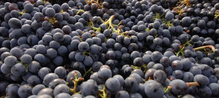 Vendemmia 2019: una grande annata per i vini della denominazione Vino Chianti DOCG