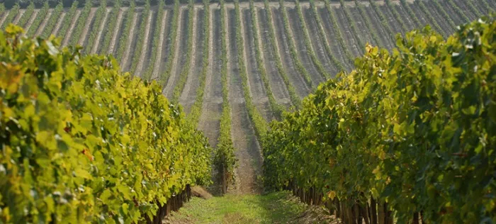 I consorzi del vino uniti contro gli ungulati: “Bisogna difendere le nostre colture”