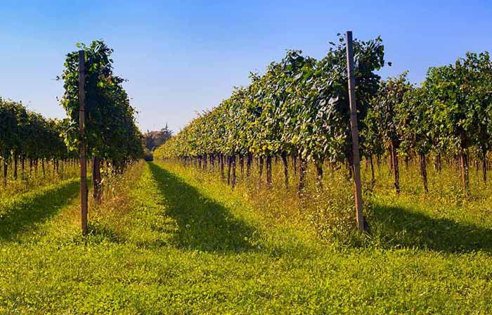 I costi del vino: l’analisi di Eugenio Pomarici