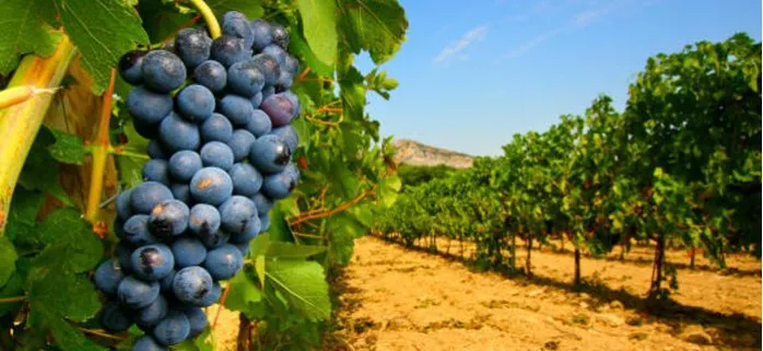 Presidente Busi: “Deve piovere ancora, ma sarà una vendemmia di qualità”