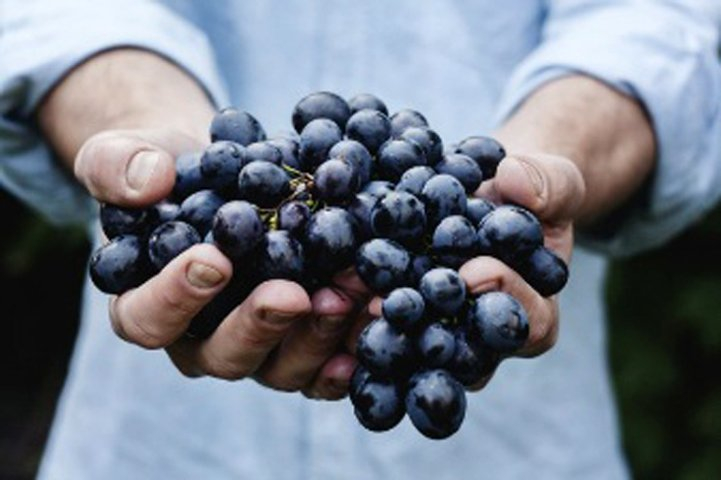 Prossimo appuntamento: vendemmia 2015