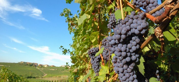 Toscana? Troppi vigneti. C’è anche chi la pensa così…