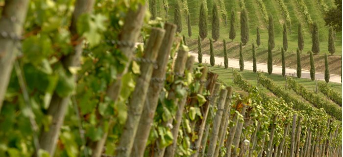 Tutti uniti in difesa dell’uva di Toscana