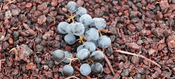 Vendemmia 2018: uva di ottima qualità