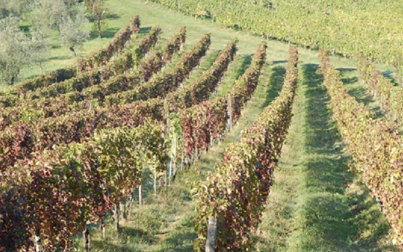 Crisi, crolla il consumo del vino del 70%. Il Consorzio Vino Chianti: “L’ultimo decreto ha dato un colpo durissimo al settore”