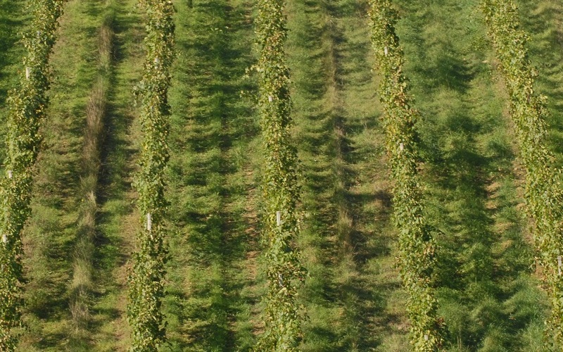 Consorzio Vino Chianti: “Boom di richieste per ristrutturare vigneti, ma risorse insufficienti, mancano 14 milioni”