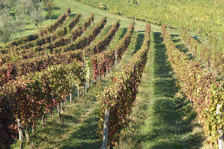La denuncia del Chianti: “il Ministero blocca le bottiglie in cantina”