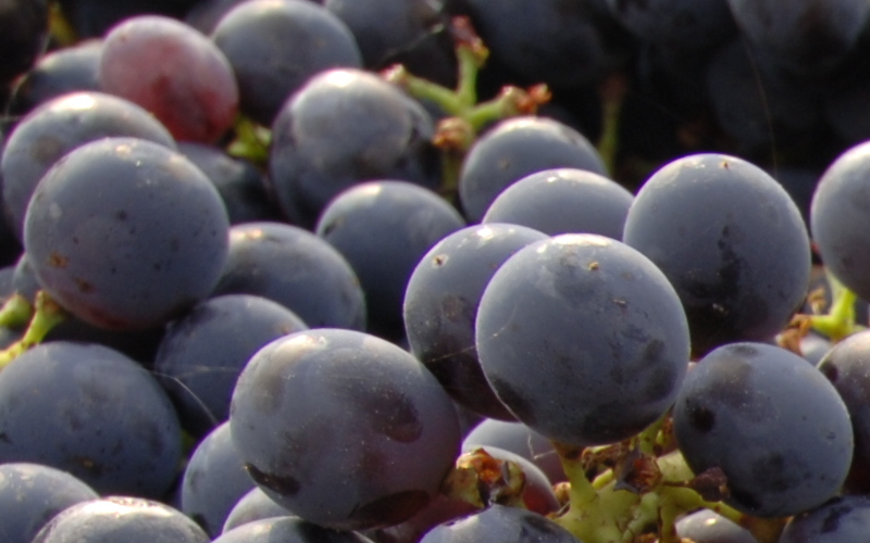 La denuncia del Chianti: “Il ministero ci blocca le bottiglie in cantina, così è il caos”