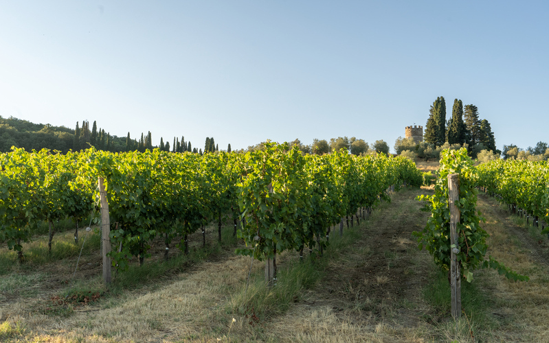 Consorzio Chianti: produzione in calo ma di alta qualità. E speriamo nelle piogge