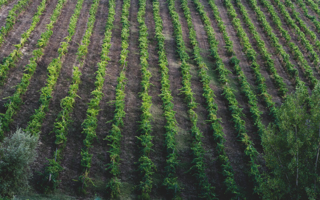 L’allarme del Consorzio Vino Chianti: “Nutriscore ennesimo attacco al nostro mondo, gli europarlamentari italiani si mobilitino”