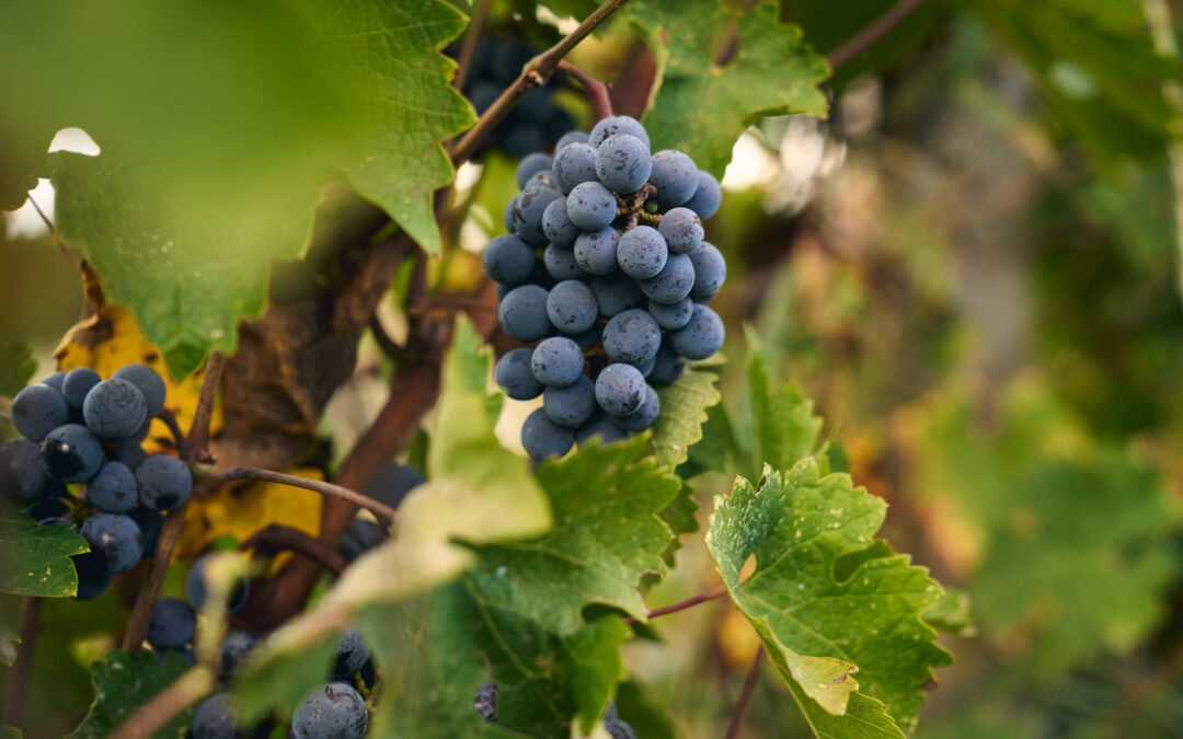 Vendemmia 2025: calo produttivo ma qualità confermata per il Chianti
