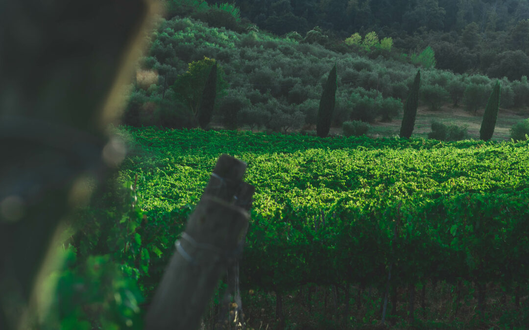 Chianti e Morellino a Wine Paris con oltre 100 etichette e il “racconto” del Sangiovese
