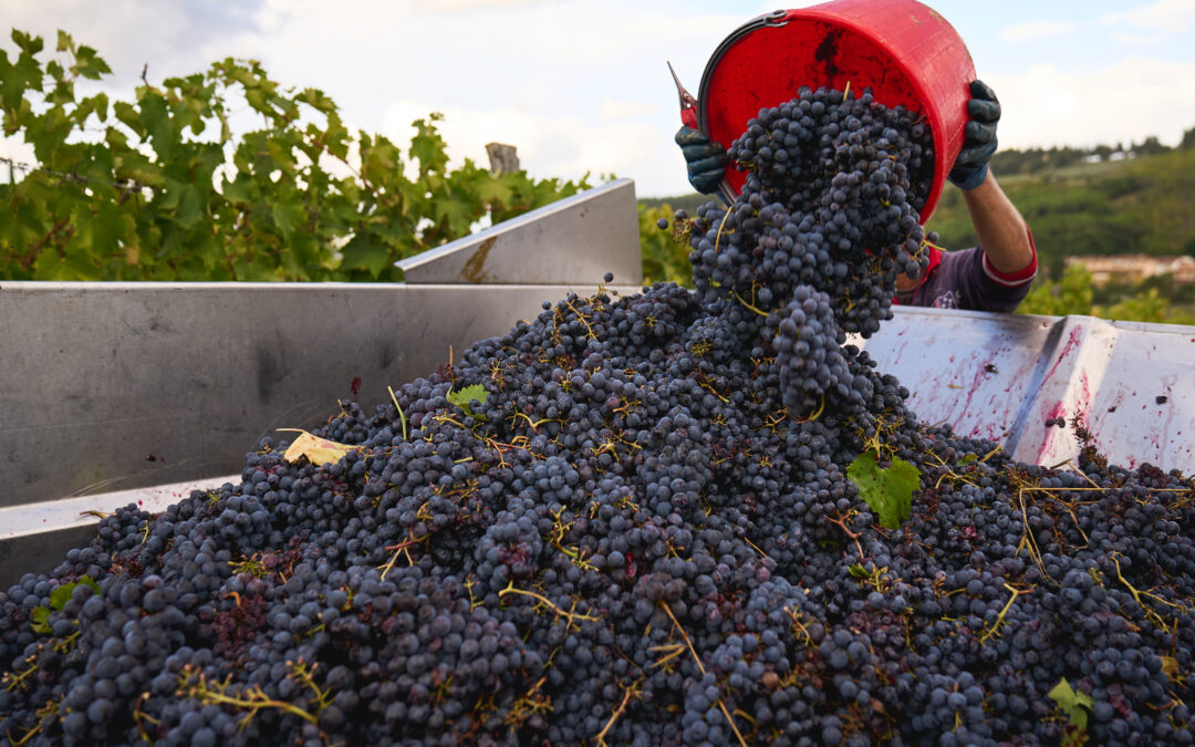 Vendemmia, Consorzio Vino Chianti: “Uve di grande qualità, provvidenziali le piogge di settembre”
