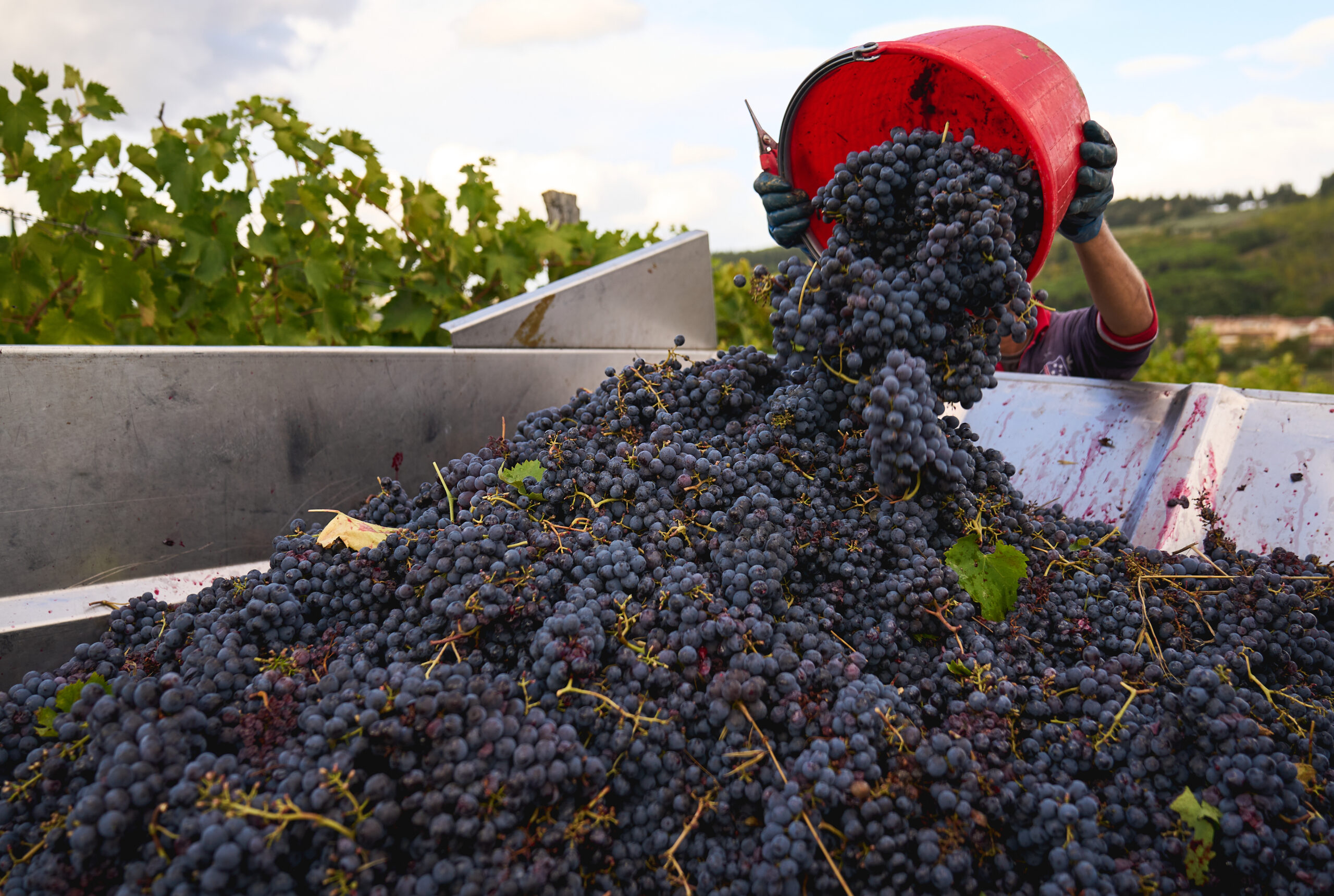 Uva Vendemmia